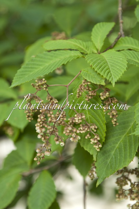Meliosma dilleniifolia subsp. flexuosa