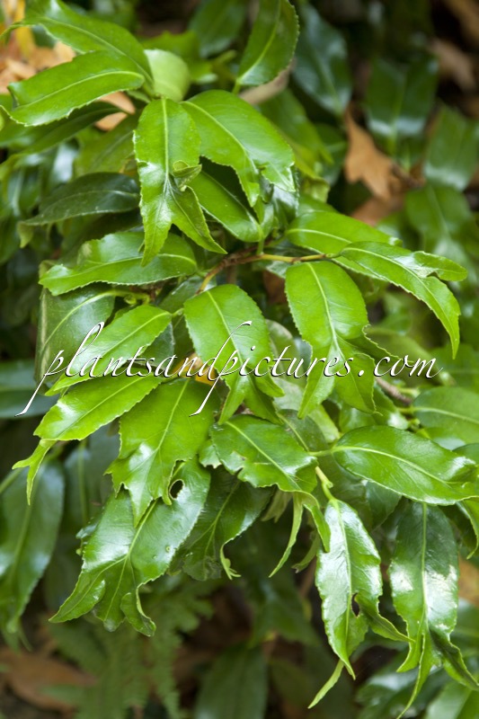 Camellia japonica ‘Kingyo-tsubaki’