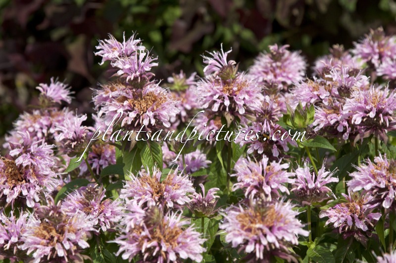 Monarda ‘Beauty of Cobham’