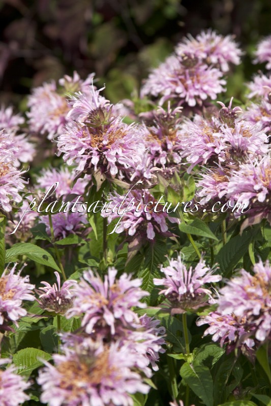 Monarda ‘Beauty of Cobham’