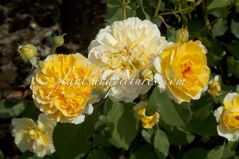 Rosa ‘Ausmol’ (MOLINEUX)