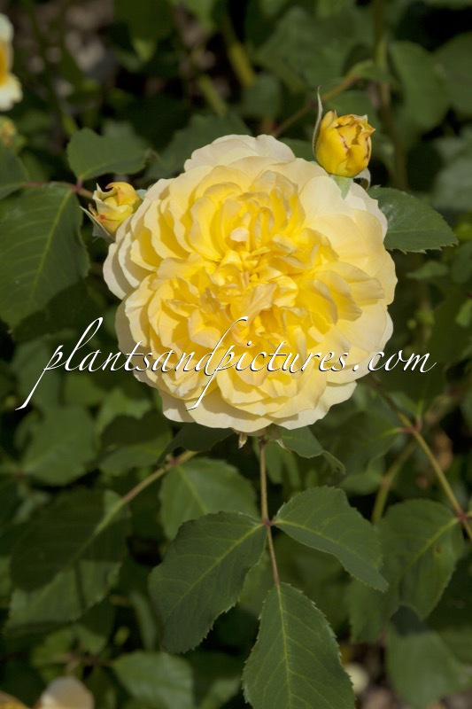 Rosa ‘Ausmol’ (MOLINEUX)