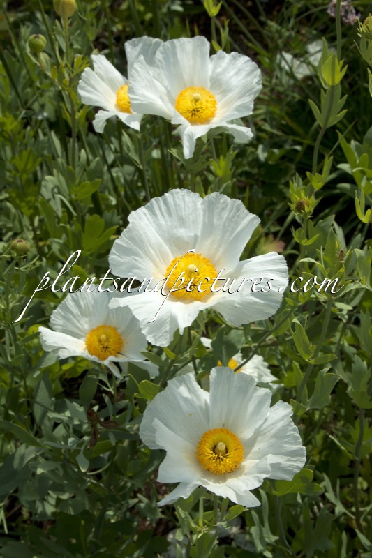 Romneya coulteri