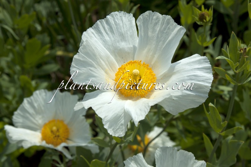 Romneya coulteri