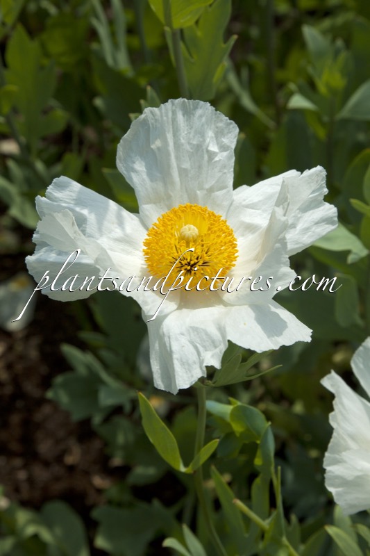 Romneya coulteri