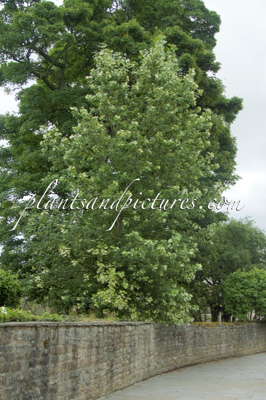 Populus jackii ‘Aurora’