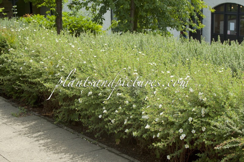 Potentilla fruticosa ‘Abbotswood’