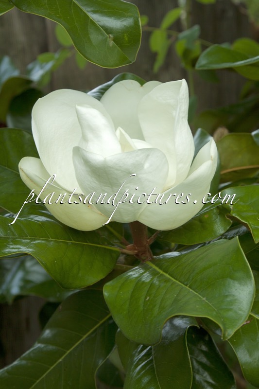Magnolia grandiflora ‘Tréyvei’