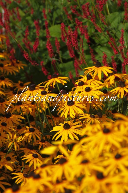 Rudbeckia fulgida ‘City Garden’