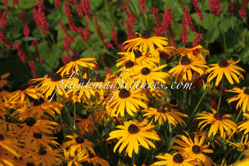 Rudbeckia fulgida ‘City Garden’