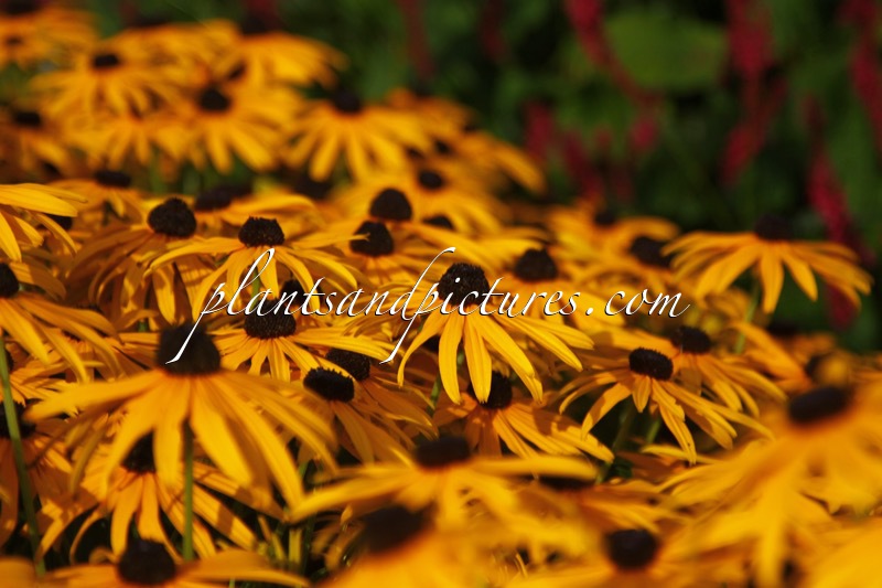 Rudbeckia fulgida ‘City Garden’