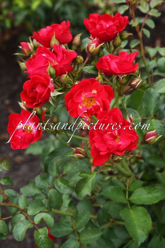 Rosa (CHERRY HIPHOP)