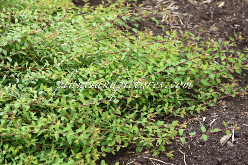 Symphoricarpos chenaultii ‘Kolcover’ (HANCOCK CARPET)