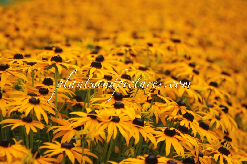 Rudbeckia fulgida