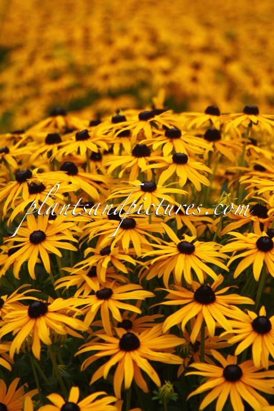 Rudbeckia fulgida
