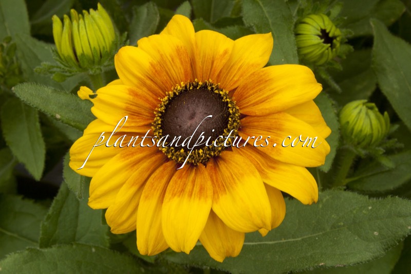 Rudbeckia ‘ET-RDB 02’ (SUMMERINA YELLOW)