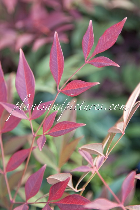 Nandina domestica ‘Seika’ (OBSESSED)