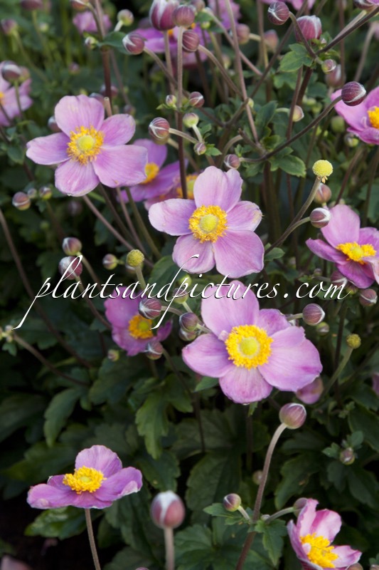 Anemone ‘Cinderella’ (FANTASY CINDERELLA)
