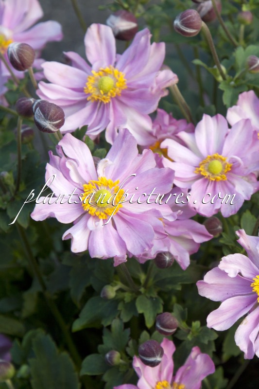 Anemone hybrida ‘Pocahontas’ (FANTASY)