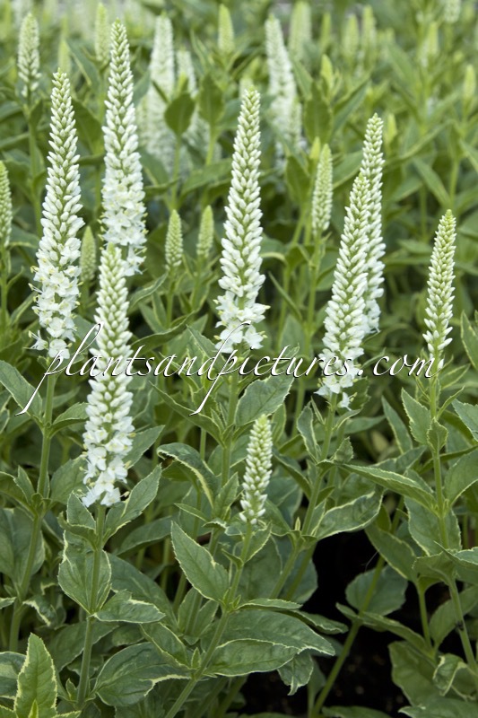 Veronica longifolia ‘Charlotte’