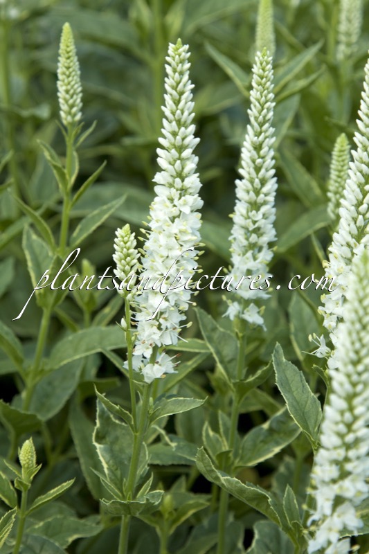 Veronica longifolia ‘Charlotte’