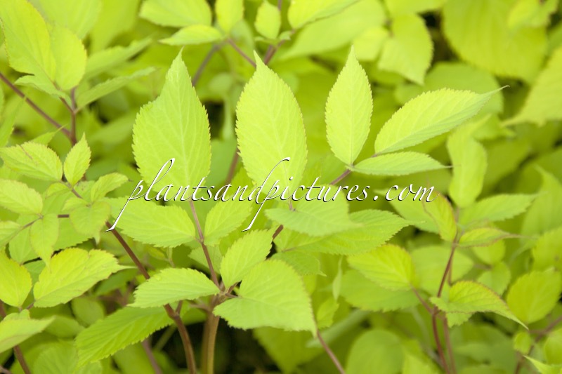 Aralia cordata ‘Sun King’