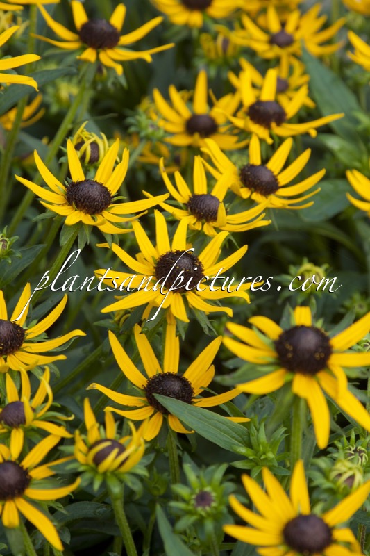 Rudbeckia fulgida ‘Little Goldstar’
