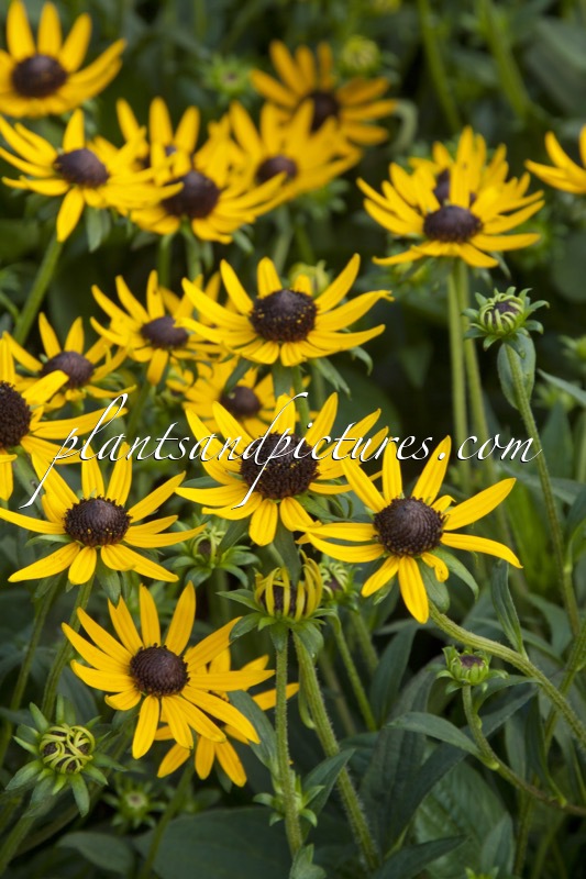 Rudbeckia fulgida ‘Little Goldstar’
