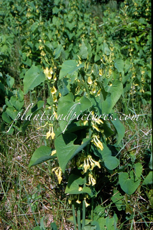 Aristolochia clematitis