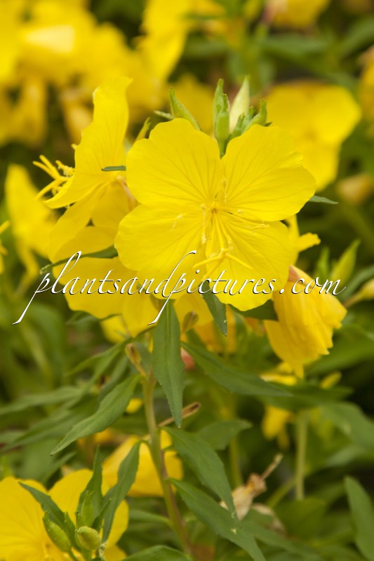 Oenothera ‘Give Me Sunshine’