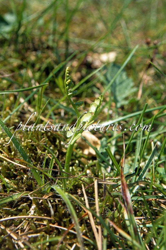 Botrychium lunaria