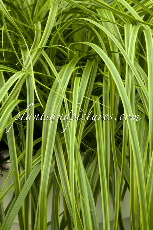 Carex oshimensis ‘Everlime’ (EVERCOLOR)