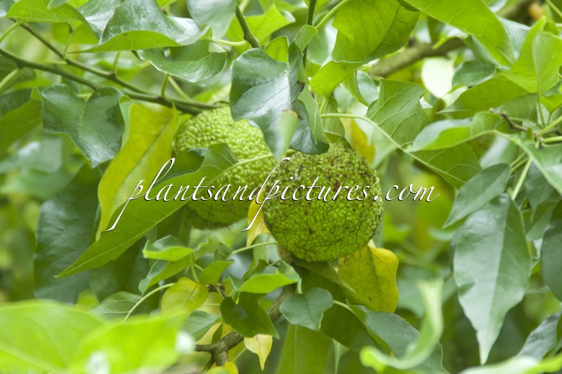 Maclura pomifera