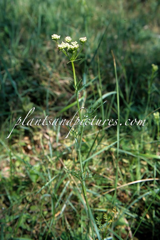 Bunium bulbocastanum