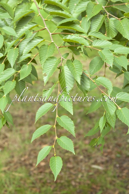 Betula grossa