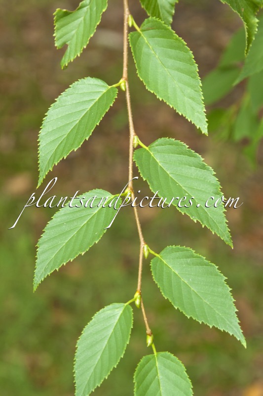 Betula grossa