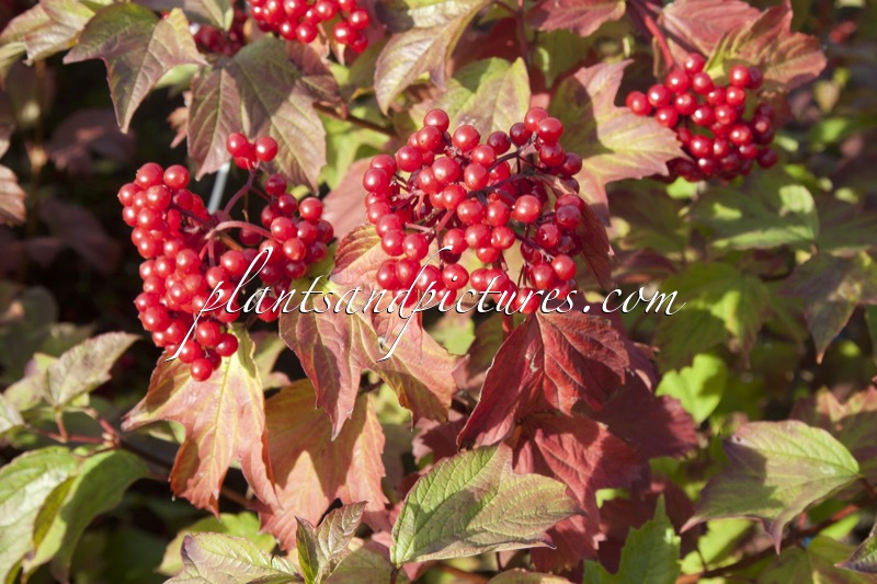 Viburnum opulus ‘Notcutt’s Variety’