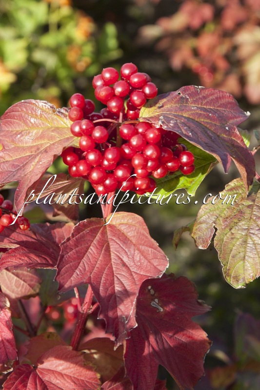 Viburnum opulus ‘Notcutt’s Variety’