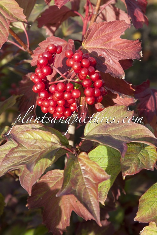 Viburnum opulus ‘Notcutt’s Variety’