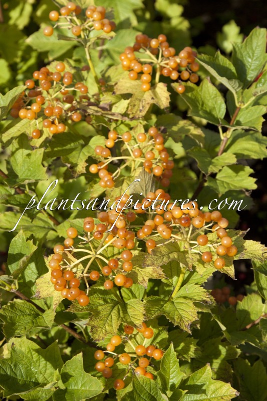 Viburnum opulus ‘Apricot’
