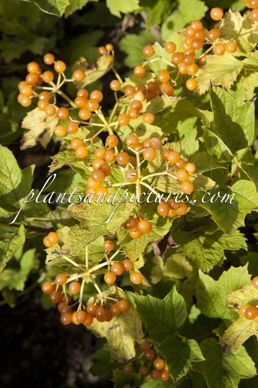 Viburnum opulus ‘Apricot’