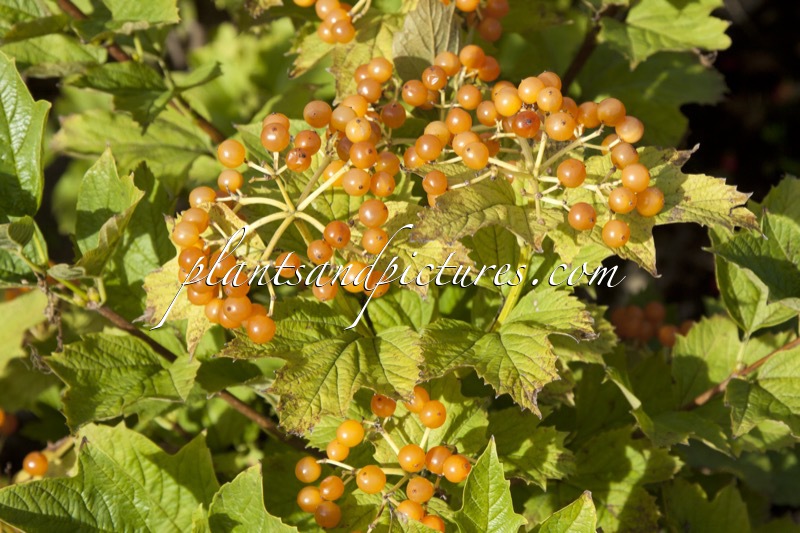 Viburnum opulus ‘Apricot’