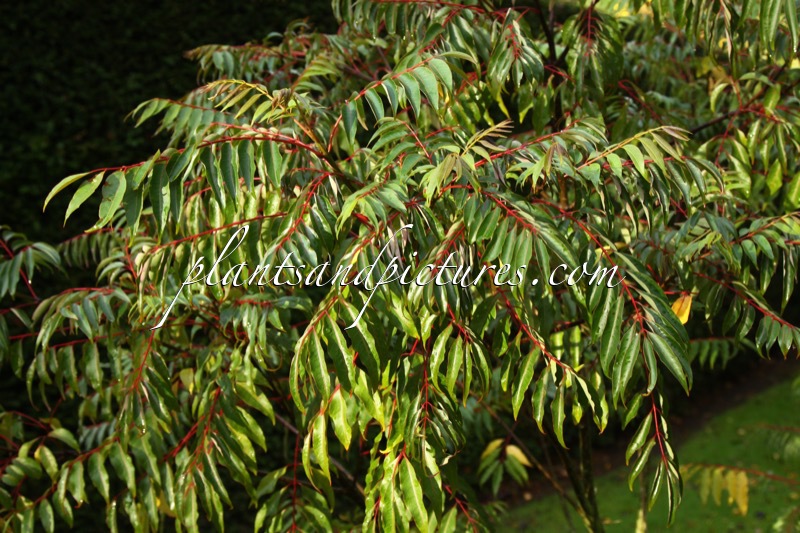 Tetradium ruticarpum