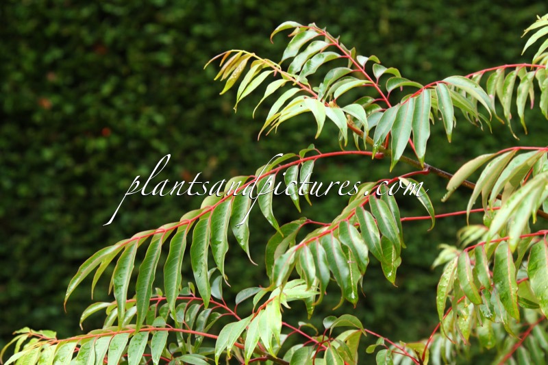 Tetradium ruticarpum