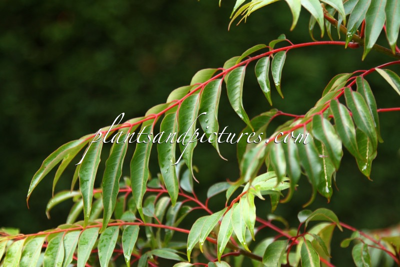 Tetradium ruticarpum