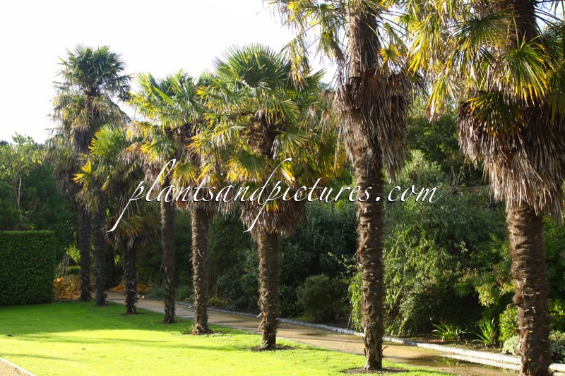 Trachycarpus fortunei