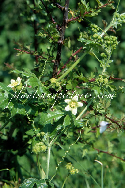 Bryonia dioica