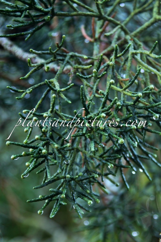 Athrotaxis cupressoides