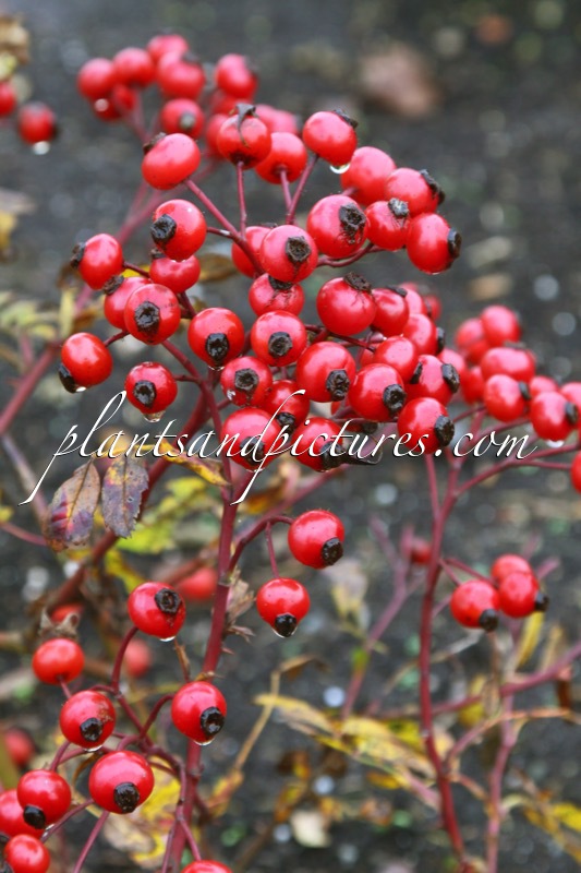 Rosa ‘Kolmade’ (MAGICAL DELIGHT)