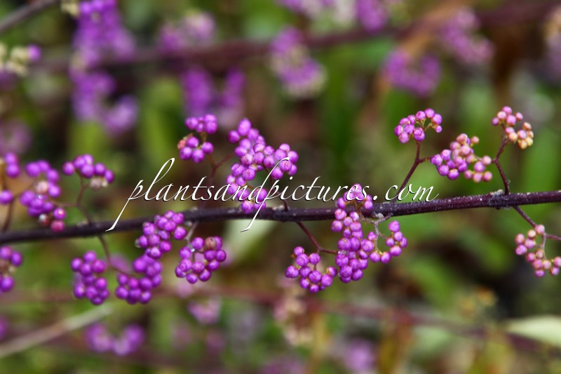 Callicarpa dichotoma ‘Early Amethyst’